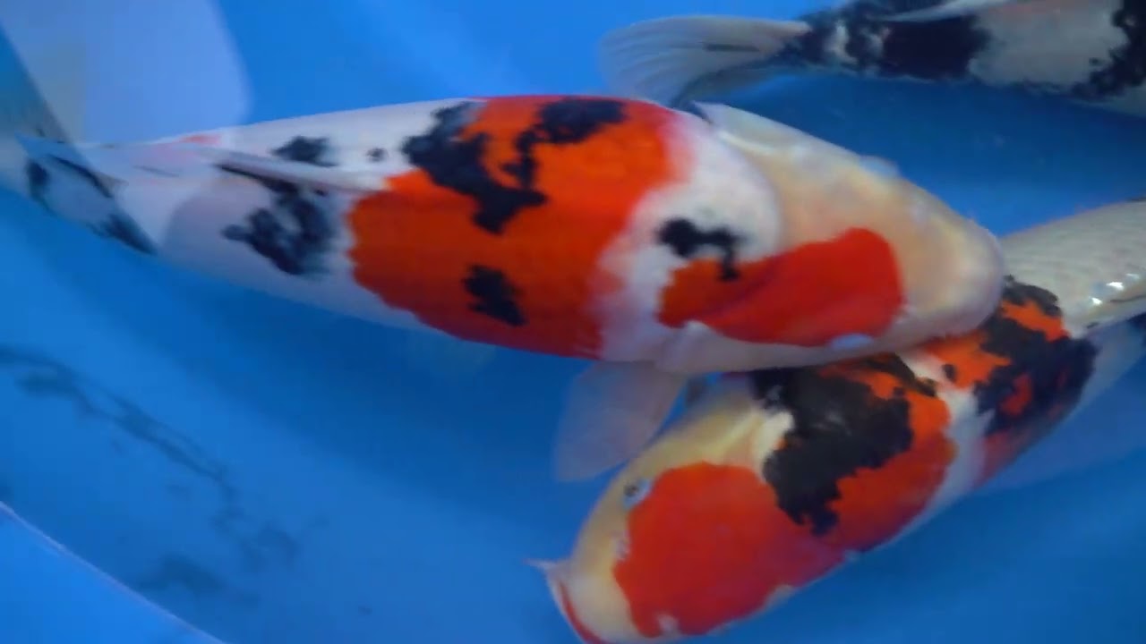 v1020n047 to 50 Taisho Sanke (Takano Koi Farm)