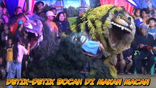 Detik-Detik barongan macan telan boc1L