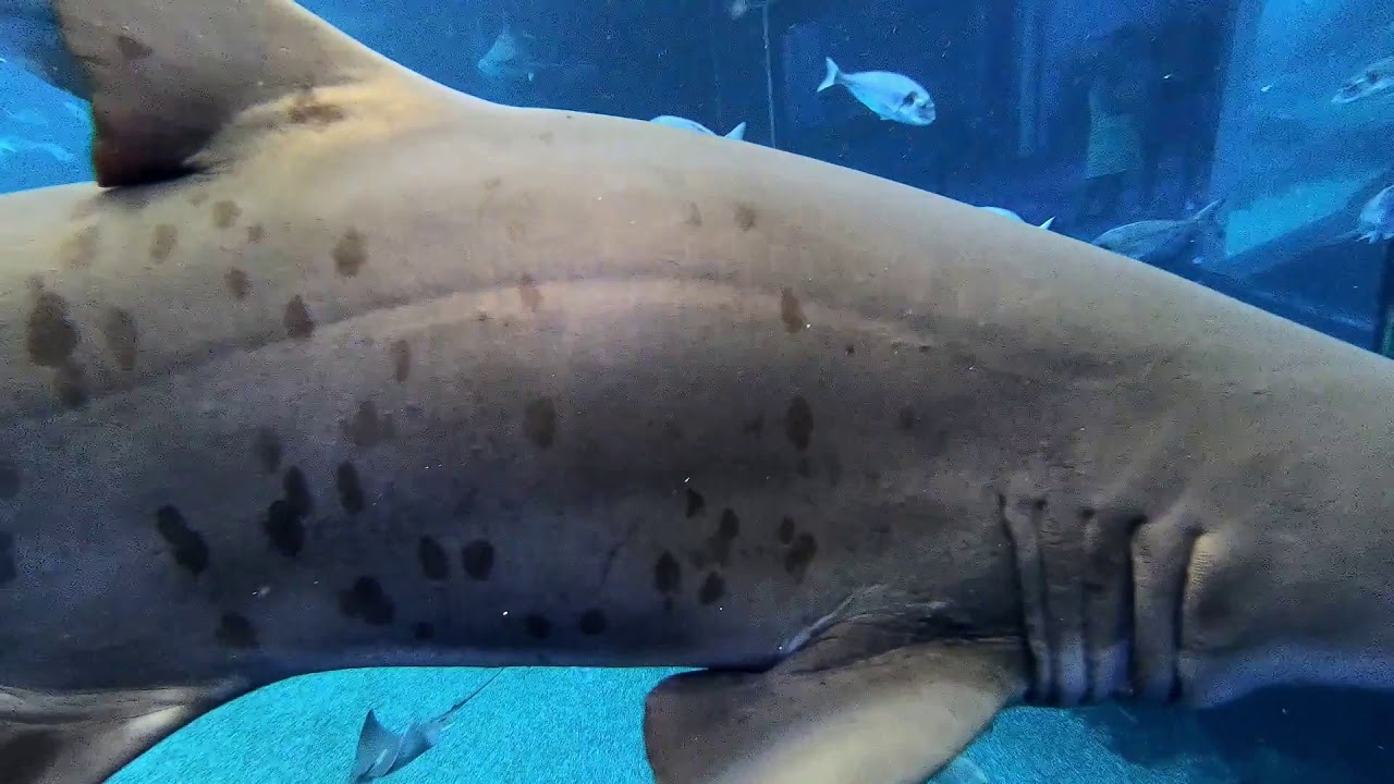 Plongée avec les requins à l'Aquarium de Palma de Majorque