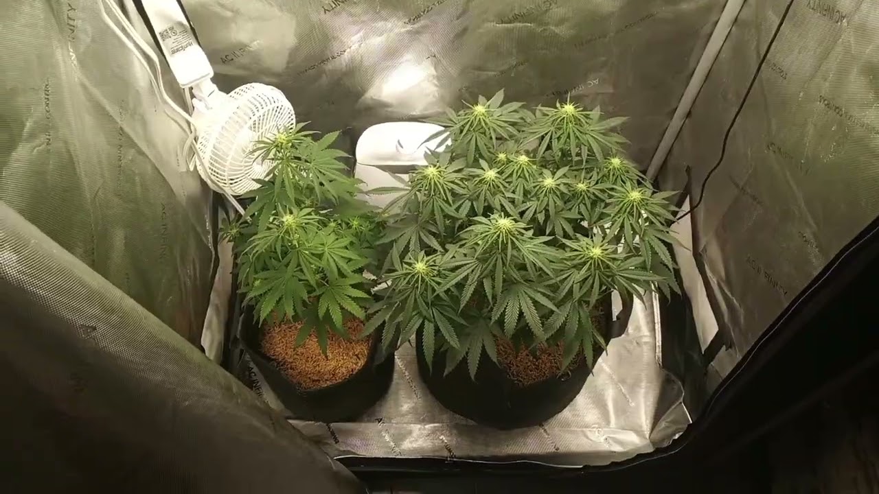 grow 2 ice cream cake day 16 since the flip to 12/12