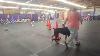 AKC Virtual Rally Intermediate Pilot Program Course #1- Roscoe