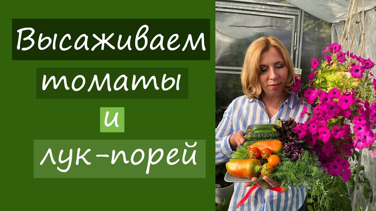 Высаживаем томаты и лук-порей