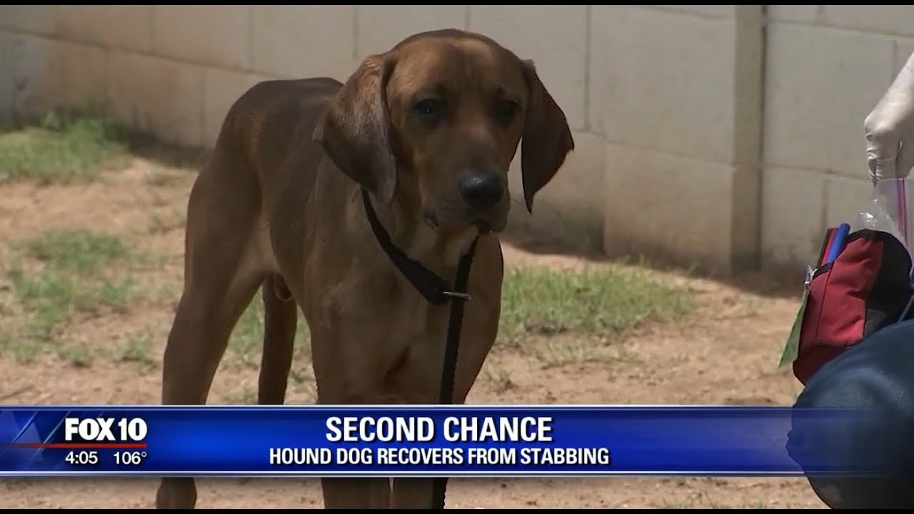 FOX 10: Dog Stabbed by Owner Ready for Adoption - YouTube