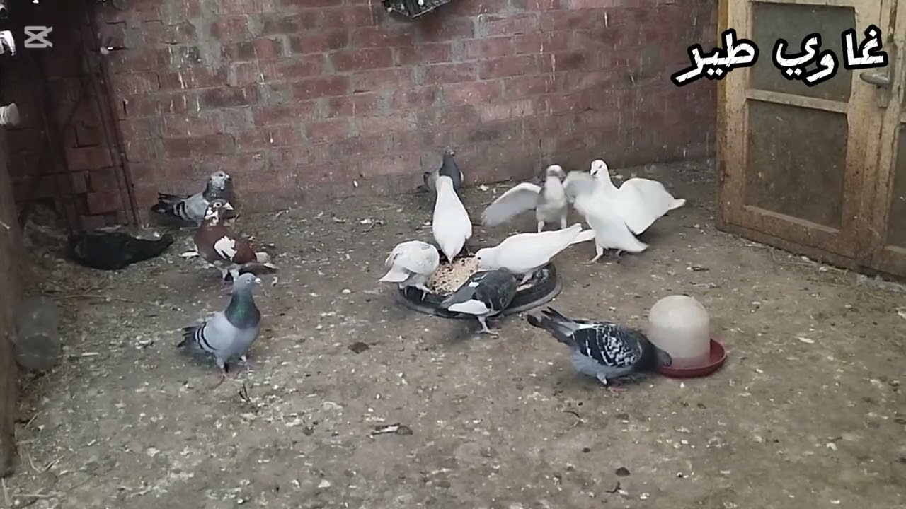 اشتريت نتاية طلعت دكر 😂😢 وشوية تعديلات ف الاوضة الحمام 😉🪽🤍