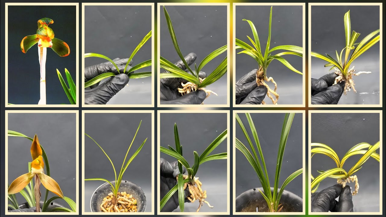 @무시로난초 2026년 2월 27일 금요일 신문 황복륜 사계 중투호 여울 송정 홍화 홍옥관 산반중투 호피반