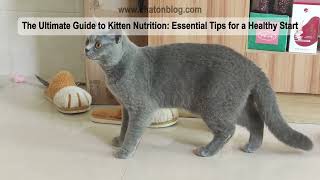 Complete Guide to Kitten Nutrition | ChatonBlog