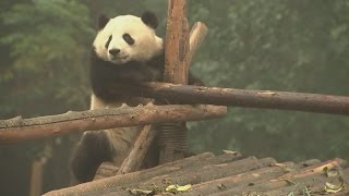 Pandas taken off the endangered list