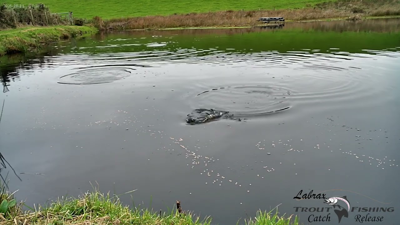 Labrax Fishing Slow Motion 11 10 2025