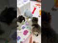ANAK KUCING BUANGAN INI HAMPIR TIDAK SELAMAT SEBELUM ADA ALAT BIONIK INI #shorts #viral #trending