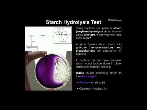 Video: Welke bacteriën kunnen zetmeel hydrolyseren?