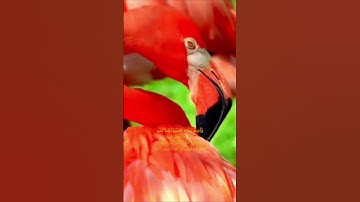 سورة الكهف اية 42 - بصوت جميل - وَأُحِيطَ بِثَمَرِهِ فَأَصْبَحَ يُقَلِّبُ