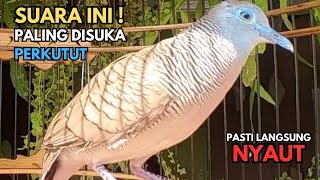 Perkutut Lokal Gacor Suara Paling DiSukai | Pancingan Burung Perkutut Agar Cepat Bunyi - Zebra Dove