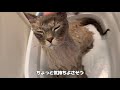 【美猫】いれぶんお風呂で初めてのパック。