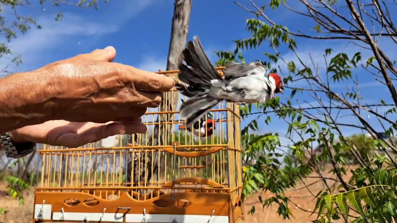 Galo. Sem. Nome. 19..01..2026