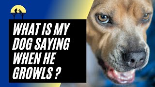 What is My Dog Saying When He GROWLS – Dog Growls Explained by Science