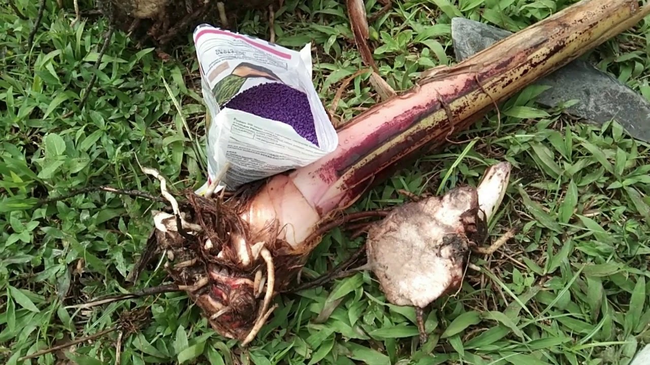 Cara Rawat Pisang Sakit, Baik Pulih Tanah Rosak  Dan Tanam Semula Dengan Teknik Orang Gila