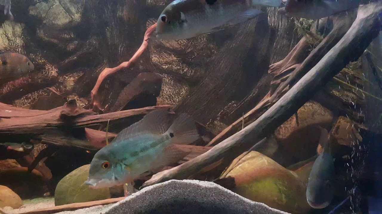 camera iphone 8 plus apk My South American tank.21.07-2019