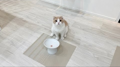 手術前日にごはん抜きにされた子猫が腹ペコでこうなっちゃいました…