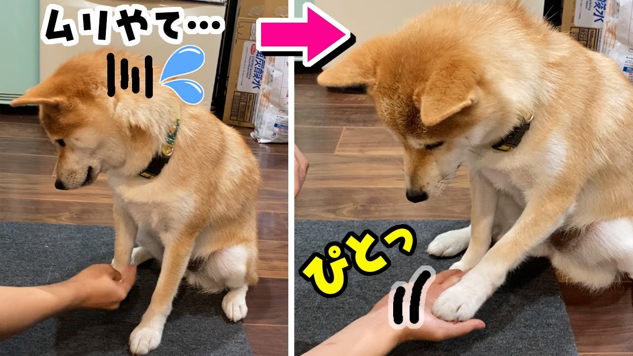 Shiba Inu practicing saying 