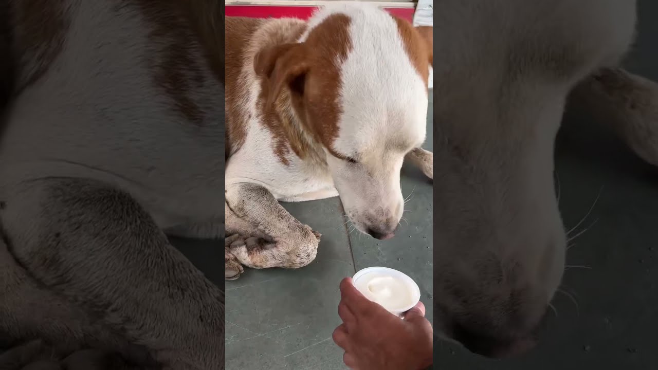 Feeding Dog Icecream|Street animal 😻ll #shorts #animal #love #care #feed #reels