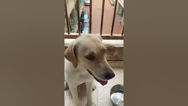 Oru Velai America porakka vendiya naan inga porandhuteno???😍😍😍😇😇😇 #petlover