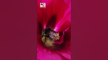 لَهَا سَبْعَةُ أَبْوَابٍ لِّكُلِّ بَابٍ … الآيات 44-45 من سورة الحجر بصوت الشيخ هزاع البلوشي