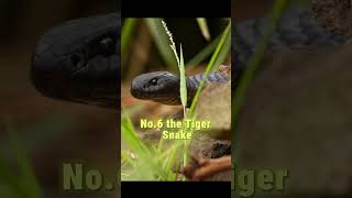 Top 10 Dangerous snake in  the world  #snake #venomouscreatures #dangeroussnake