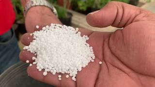 تجربه التعقيل بالبورلايت او أقري لابت ويعتبر محسن للتربه The method of cultivation in perlite