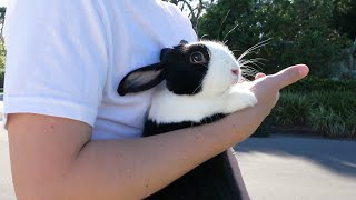 Catching a rabbit and going for a walk