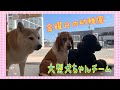 【幼稚園】金曜日の幼稚園🐾大型犬ちゃんチーム