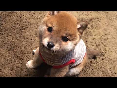 柴犬子犬 可愛いよちよち歩きにキュン Shiba Inu Puppy Youtube