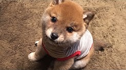 柴犬りんご郎 Shiba Inu Ringoro