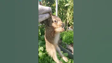 Дача как хобби. Зайчонок.