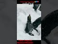 #animals #music #wildlife #movie