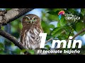 El tecolote bajeño (Glaucidium) EN UN MINUTO