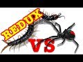 Redback Spider Vs Giant Centipede Redux EDUCATIONAL VIDEO