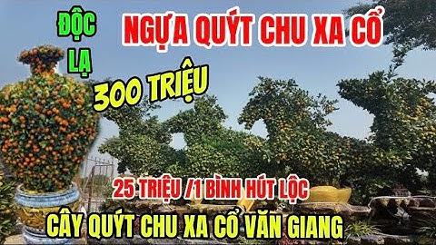 Độc Lạ 300 Triệu Cây Quýt Ngựa Chu Xa Cổ “ Mã Đáo Thành Công” Bình Hút Lộc To Nhất Việt Nam.