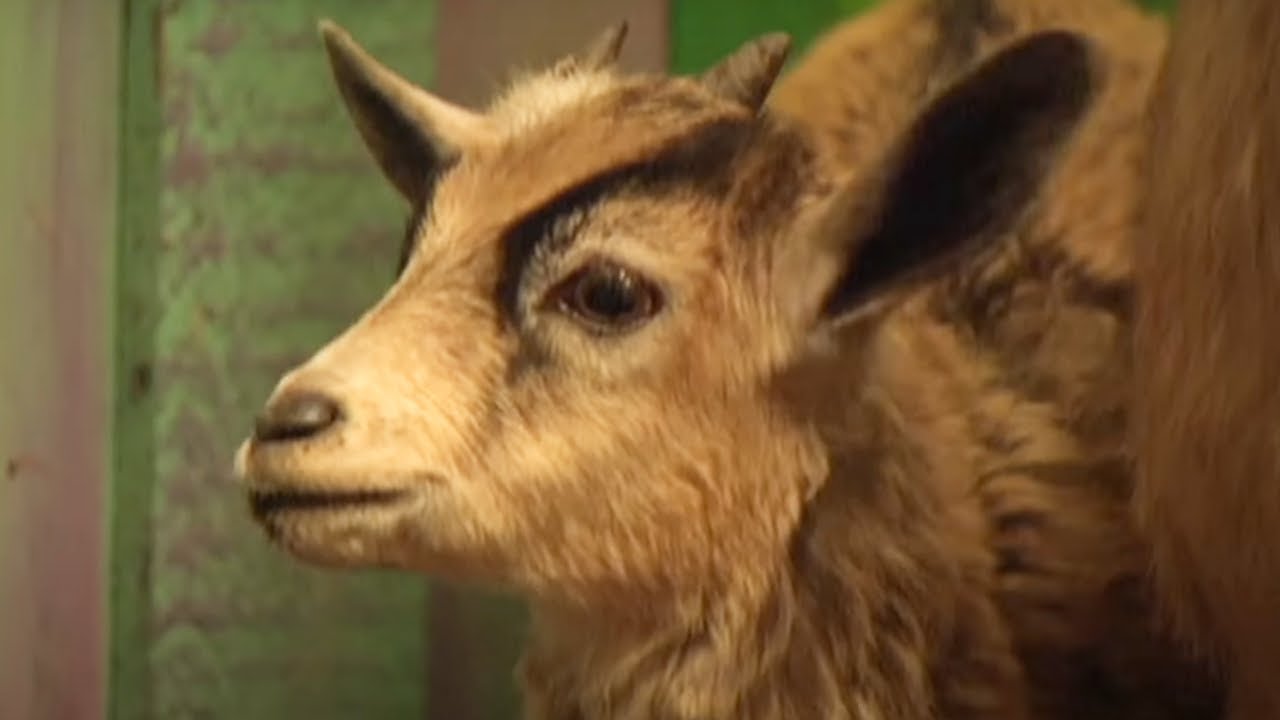 Zoboomafoo - Baby Goat | WildBrain Zoo | Animal Lovers Kids Show