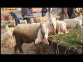 Gar wala mal Vs Mandi wala Mal Kajla Chatra  Lahore Bakra Mandi Shahpur Kanjra | sj livestock