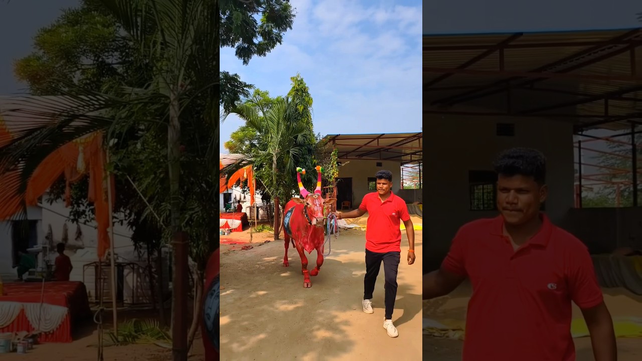 ग्राम बगडोना की दीपावली 🪔🎉