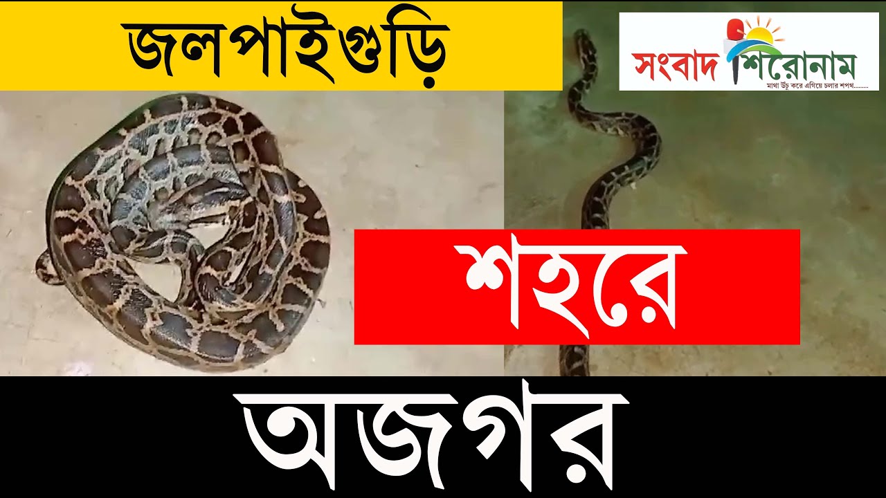 জলপাইগুড়ি শহরে অজগর #ajagarsnake - YouTube