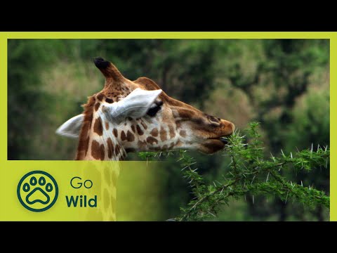 Fresh Salad - Wild Menu 7/26 - Go Wild