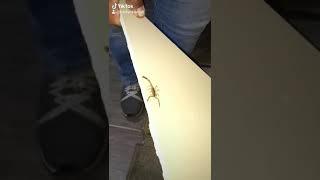 Alacranes en Tlaquepaque, Jalisco