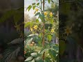 🍅 Cherry Tomato Growing Time-Lapse in 10 Seconds 🌱 From Seed to Harvest | Ultra Realistic 8K Macro
