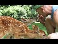 Ep. 17: Elly's Orphaned Triplet Fawns-August 2018
