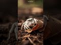 WHITE JUMPING SPIDER SALTICIDAE MACRO DRIED LEAF GROUND SOIL