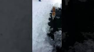 Cat that fetches snowballs