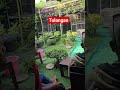perkutut bangkok