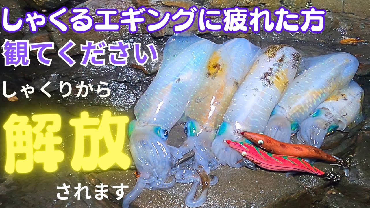 エギング編：シャクってもシャクっても釣れないなら、もうシャクルの止めましょう。