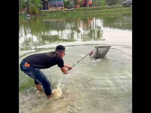 Đứng Lùi Ra Ngập Sâu Cho Nó Uy Tín #bdsh